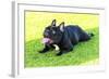 French Bulldog-f8grapher-Framed Photographic Print