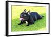 French Bulldog-f8grapher-Framed Photographic Print