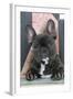 French Bulldog-null-Framed Photographic Print