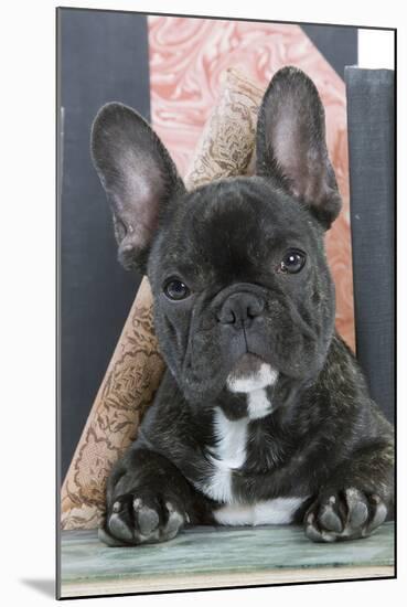 French Bulldog-null-Mounted Photographic Print