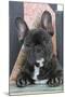 French Bulldog-null-Mounted Photographic Print