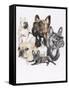 French Bulldog-Barbara Keith-Framed Stretched Canvas