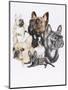 French Bulldog-Barbara Keith-Mounted Giclee Print