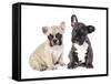 French Bulldogs, Puppy-Lilun-Framed Stretched Canvas
