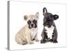 French Bulldogs, Puppy-Lilun-Stretched Canvas