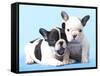 French Bulldogs Puppy-Lilun-Framed Stretched Canvas