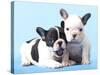 French Bulldogs Puppy-Lilun-Stretched Canvas