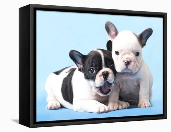 French Bulldogs Puppy-Lilun-Framed Stretched Canvas