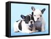 French Bulldogs Puppy-Lilun-Framed Stretched Canvas