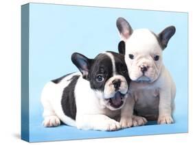 French Bulldogs Puppy-Lilun-Stretched Canvas