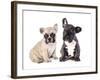 French Bulldogs, Puppy-Lilun-Framed Photographic Print