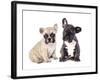 French Bulldogs, Puppy-Lilun-Framed Photographic Print