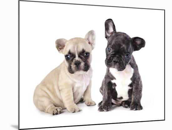 French Bulldogs, Puppy-Lilun-Mounted Photographic Print