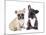 French Bulldogs, Puppy-Lilun-Mounted Photographic Print