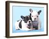 French Bulldogs Puppy-Lilun-Framed Photographic Print