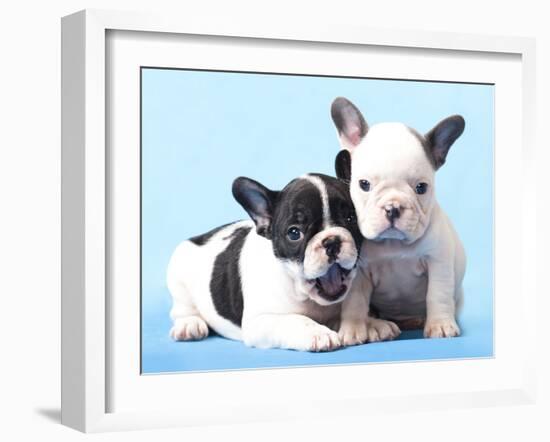 French Bulldogs Puppy-Lilun-Framed Photographic Print