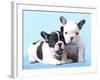 French Bulldogs Puppy-Lilun-Framed Photographic Print