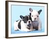 French Bulldogs Puppy-Lilun-Framed Photographic Print