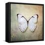 French Butterfly II-Debra Van Swearingen-Framed Stretched Canvas