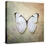French Butterfly II-Debra Van Swearingen-Stretched Canvas
