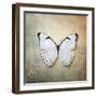 French Butterfly II-Debra Van Swearingen-Framed Art Print