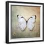 French Butterfly II-Debra Van Swearingen-Framed Art Print