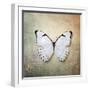 French Butterfly II-Debra Van Swearingen-Framed Art Print