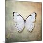 French Butterfly II-Debra Van Swearingen-Mounted Art Print