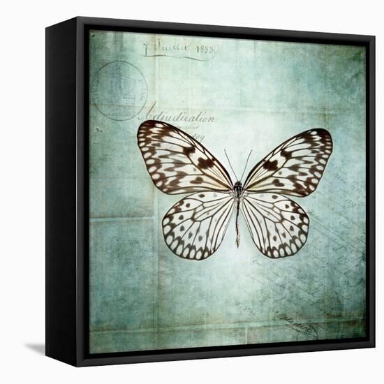 French Butterfly V-Debra Van Swearingen-Framed Stretched Canvas
