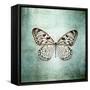 French Butterfly V-Debra Van Swearingen-Framed Stretched Canvas