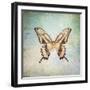 French Butterfly VI-Debra Van Swearingen-Framed Art Print