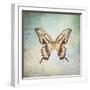 French Butterfly VI-Debra Van Swearingen-Framed Art Print