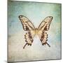 French Butterfly VI-Debra Van Swearingen-Mounted Art Print