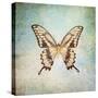 French Butterfly VI-Debra Van Swearingen-Stretched Canvas