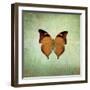French Butterfly VII-Debra Van Swearingen-Framed Art Print