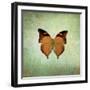 French Butterfly VII-Debra Van Swearingen-Framed Art Print