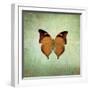 French Butterfly VII-Debra Van Swearingen-Framed Art Print