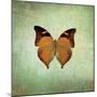 French Butterfly VII-Debra Van Swearingen-Mounted Art Print