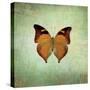 French Butterfly VII-Debra Van Swearingen-Stretched Canvas