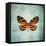 French Butterfly VIII-Debra Van Swearingen-Framed Stretched Canvas