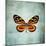 French Butterfly VIII-Debra Van Swearingen-Mounted Art Print