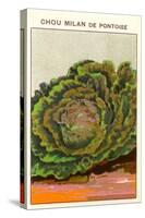 French Cabbage Seed Packet-null-Stretched Canvas