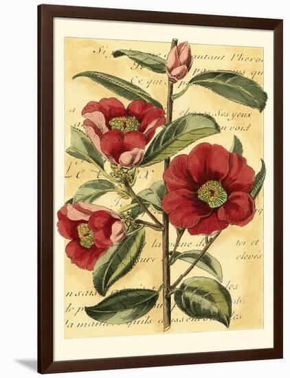 French Camelia-Samuel Curtis-Framed Art Print