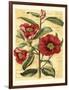 French Camelia-Samuel Curtis-Framed Art Print