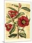 French Camelia-Samuel Curtis-Mounted Art Print