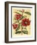 French Camelia-Samuel Curtis-Framed Art Print