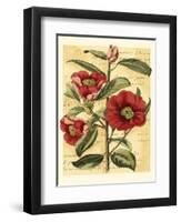 French Camelia-Samuel Curtis-Framed Art Print