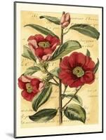 French Camelia-Samuel Curtis-Mounted Art Print