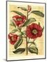 French Camelia-Samuel Curtis-Mounted Art Print