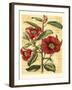 French Camelia-Samuel Curtis-Framed Art Print